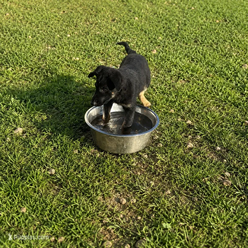 Jesse – German Shepherd Dog puppy for sale in Fort Worth, TX