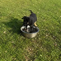 Jesse, a male German Shepherd Dog for sale in Fort Worth, TX – 2 of 8