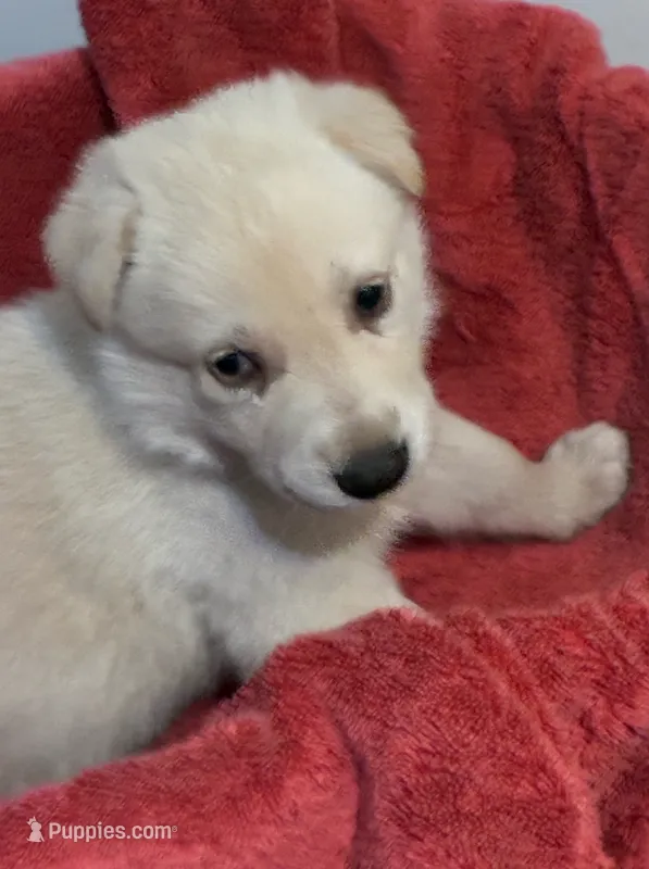 Charleston – German Shepherd Dog puppy for sale in Fort Worth, TX