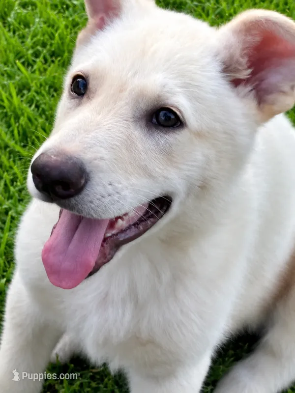 Charlie – German Shepherd Dog puppy for sale in Fort Worth, TX