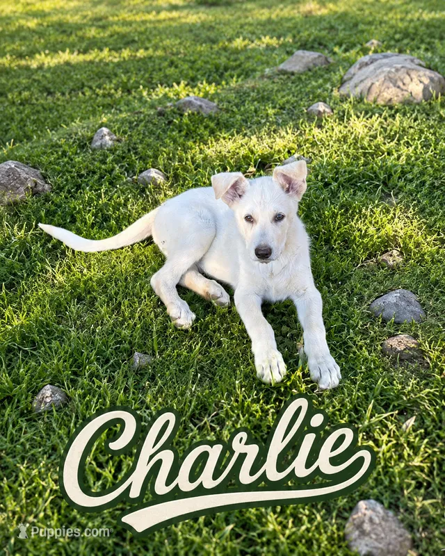 Charlie – German Shepherd Dog puppy for sale in Fort Worth, TX