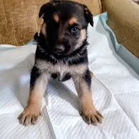 beauty, a female German Shepherd Dog for sale in Fort Worth, TX – Photo 6 of 6