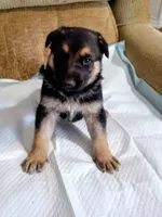 beauty, a female German Shepherd Dog for sale in Fort Worth, TX – Photo 6 of 6