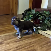 beauty, a female German Shepherd Dog for sale in Fort Worth, TX – Photo 5 of 6