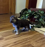 beauty, a female German Shepherd Dog for sale in Fort Worth, TX – Photo 5 of 6