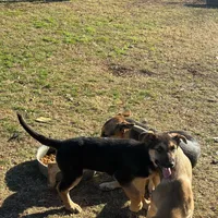 beauty, a female German Shepherd Dog for sale in Fort Worth, TX – Photo 1 of 6