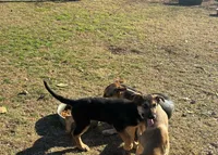 beauty, a female German Shepherd Dog for sale in Fort Worth, TX – Photo 1 of 6