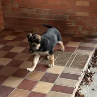 beauty, a female German Shepherd Dog for sale in Fort Worth, TX – Photo 2 of 6