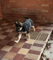 beauty, a female German Shepherd Dog for sale in Fort Worth, TX – Photo 2 of 6