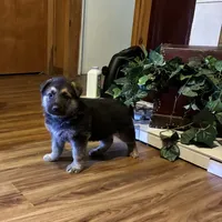 beauty, a female German Shepherd Dog for sale in Fort Worth, TX – Photo 4 of 6