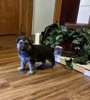 beauty, a female German Shepherd Dog for sale in Fort Worth, TX – Photo 4 of 6