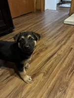 beauty, a female German Shepherd Dog for sale in Fort Worth, TX – Photo 3 of 6