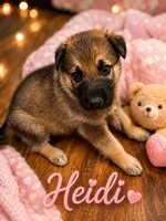 Heidi, a female German Shepherd Dog for sale in Fort Worth, TX – 1 of 2