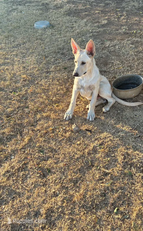 Charlie – German Shepherd Dog puppy for sale in Fort Worth, TX