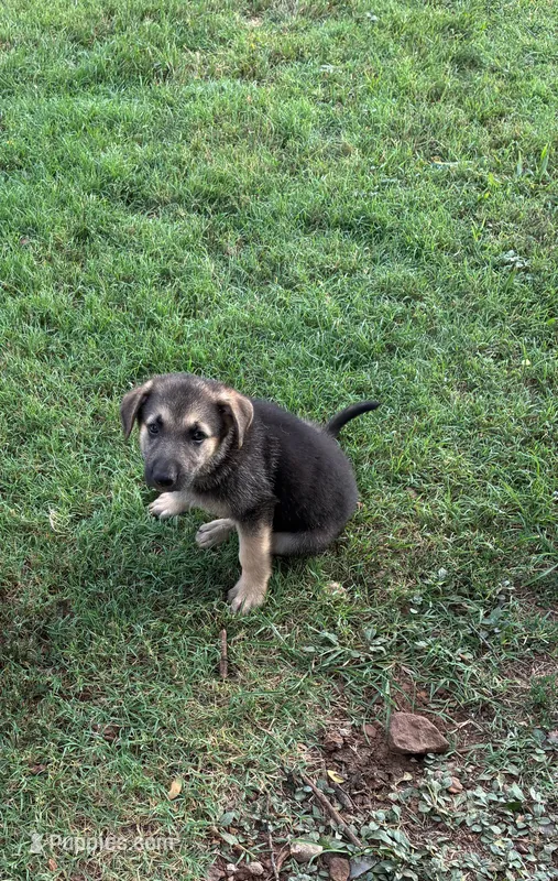 Max – German Shepherd Dog puppy for sale in Fort Worth, TX