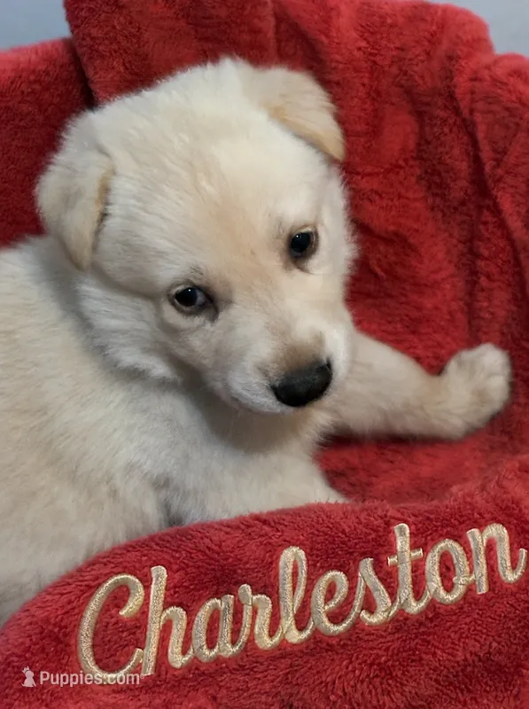 Charleston – German Shepherd Dog puppy for sale in Fort Worth, TX