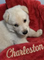 Charleston, a male German Shepherd Dog for sale in Fort Worth, TX – 1 of 3