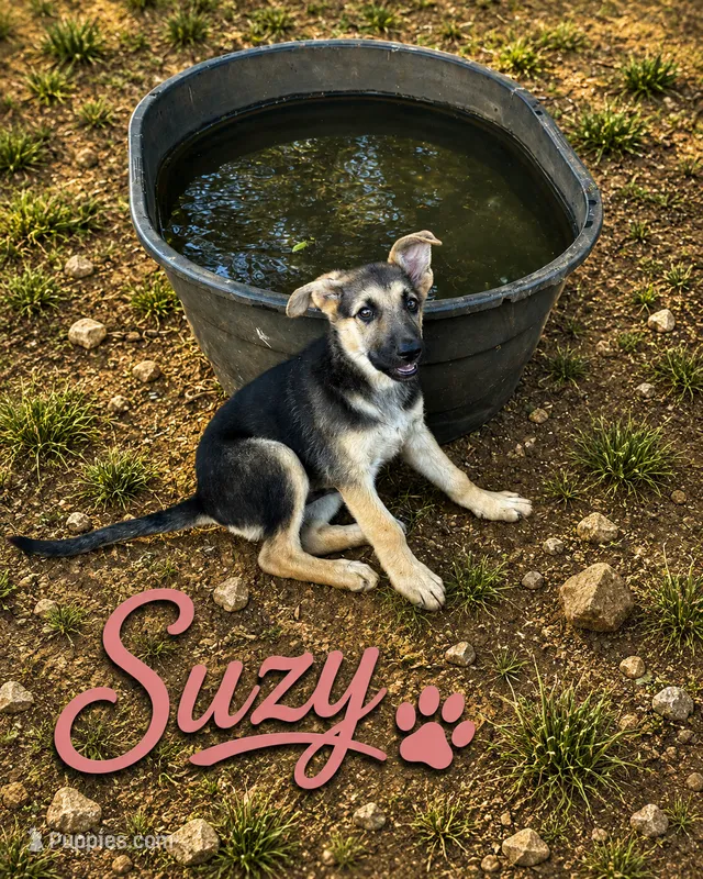 Suzy – German Shepherd Dog puppy for sale in Fort Worth, TX
