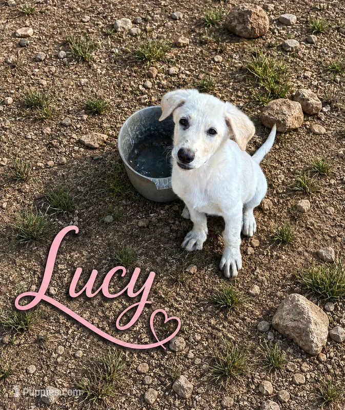 Lucy – German Shepherd Dog puppy for sale in Fort Worth, TX