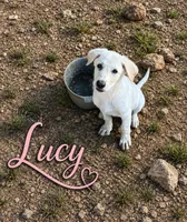 Lucy, a female German Shepherd Dog for sale in Fort Worth, TX – 1 of 6