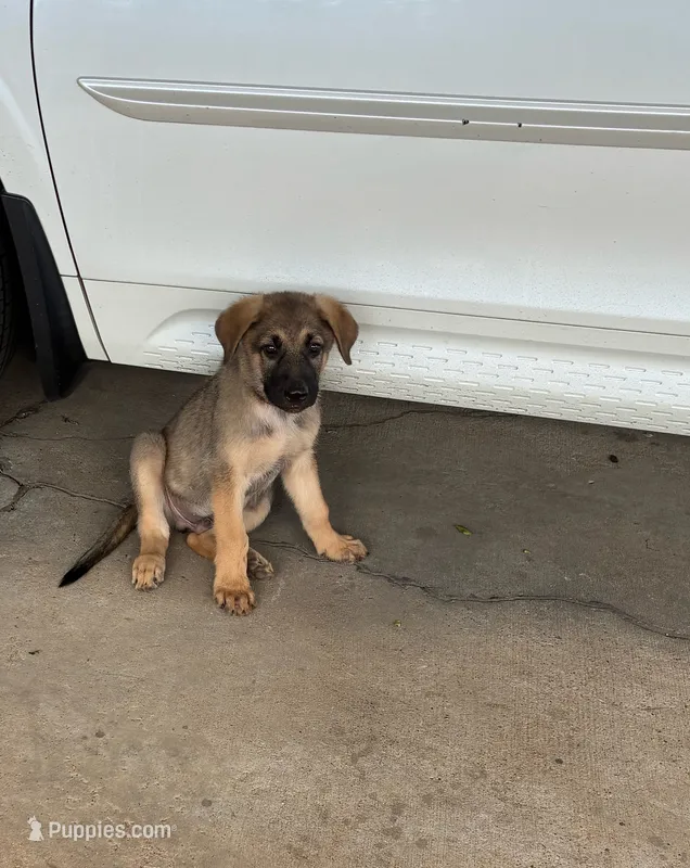 Max – German Shepherd Dog puppy for sale in Fort Worth, TX