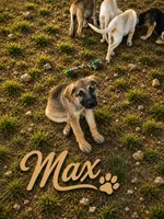 Max, a male German Shepherd Dog for sale in Fort Worth, TX – 1 of 5