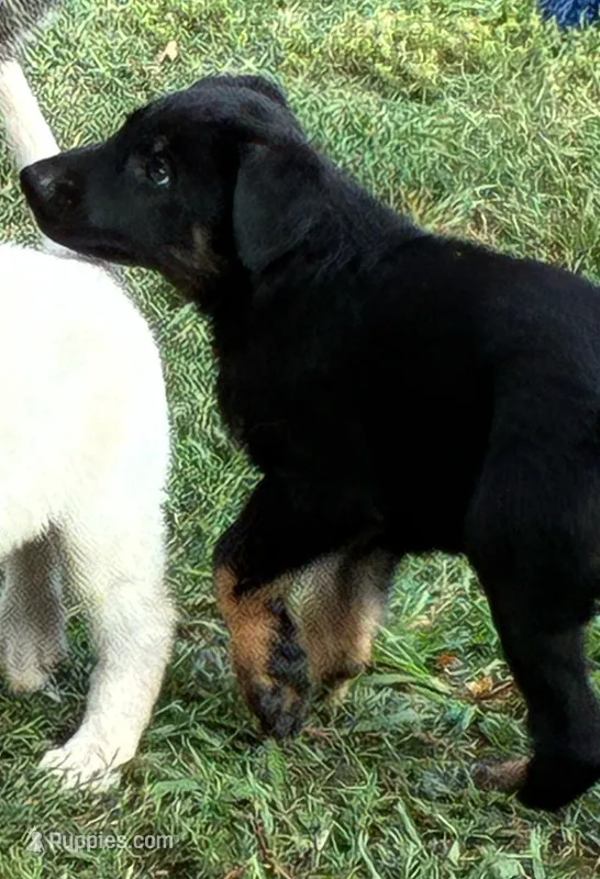 Jesse – German Shepherd Dog puppy for sale in Fort Worth, TX