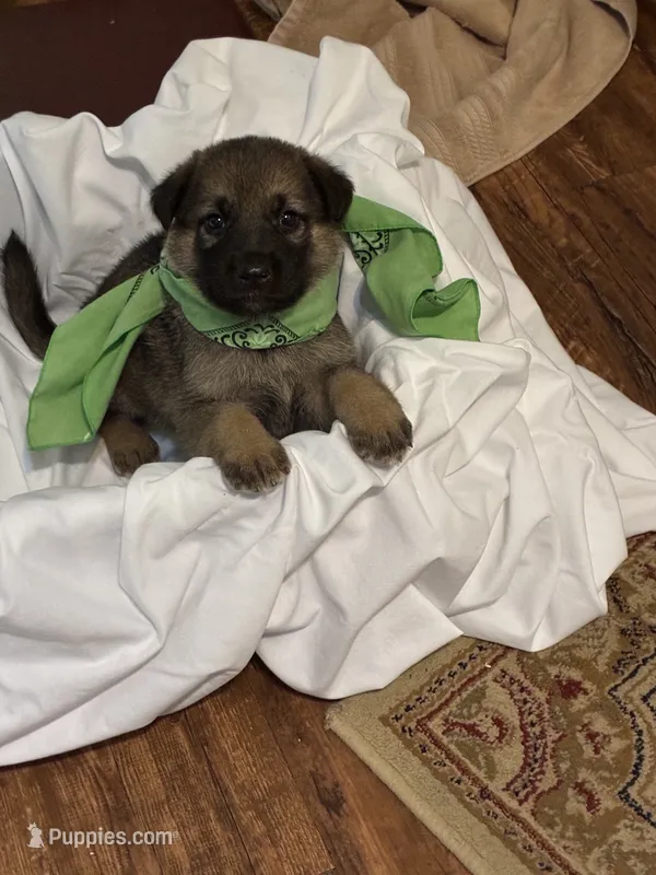 Max – German Shepherd Dog puppy for sale in Fort Worth, TX