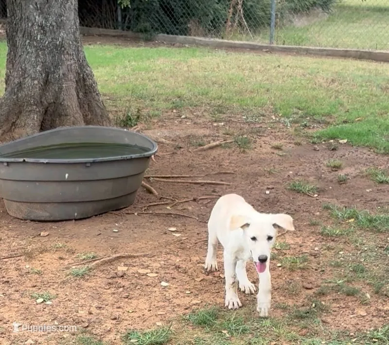 Lucy – German Shepherd Dog puppy for sale in Fort Worth, TX