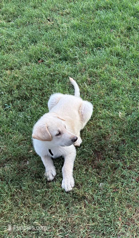 Charlie – German Shepherd Dog puppy for sale in Fort Worth, TX
