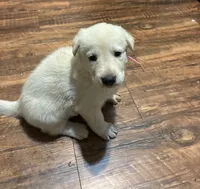 Lucy, a female German Shepherd Dog for sale in Fort Worth, TX – 2 of 3