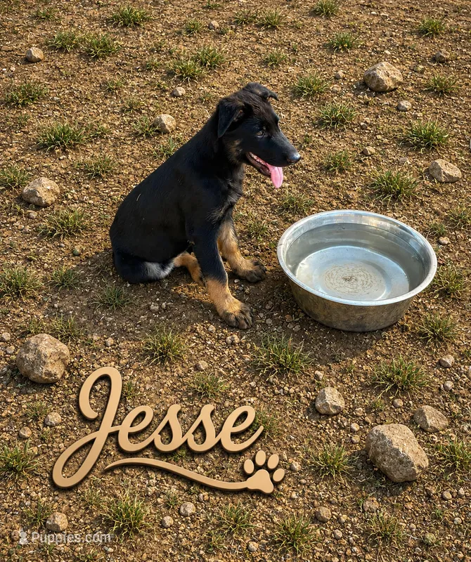 Jesse – German Shepherd Dog puppy for sale in Fort Worth, TX