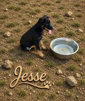 Jesse, a male German Shepherd Dog for sale in Fort Worth, TX – 1 of 8