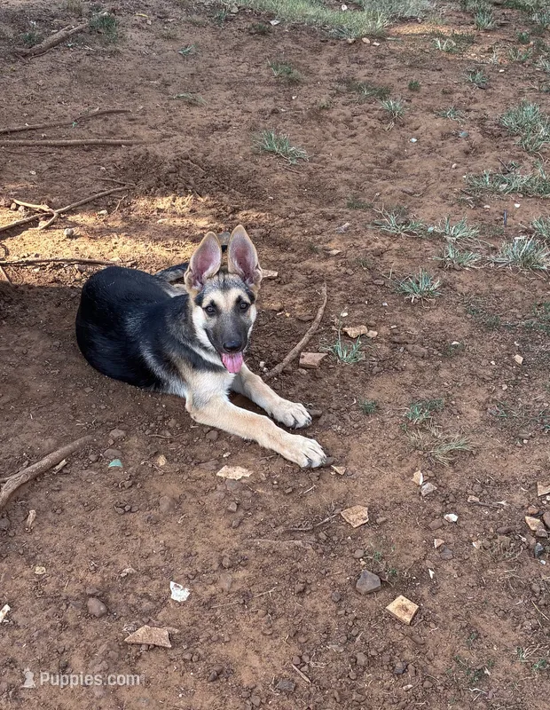 Suzy – German Shepherd Dog puppy for sale in Fort Worth, TX