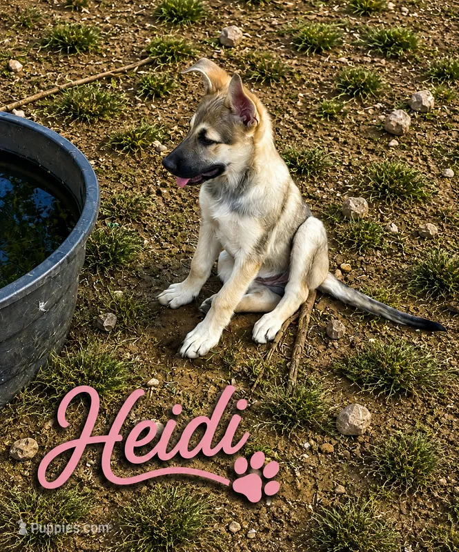 Heidi – German Shepherd Dog puppy for sale in Fort Worth, TX