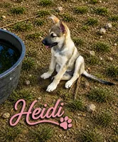 Heidi, a female German Shepherd Dog for sale in Fort Worth, TX – 1 of 4