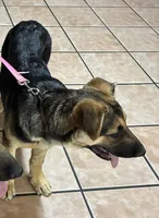 Beauty, a female German Shepherd Dog for sale in Fort Worth, TX – Photo 1 of 4