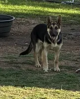 Beauty, a female German Shepherd Dog for sale in Fort Worth, TX – Photo 2 of 2