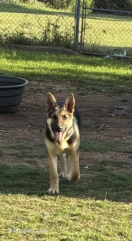 Beauty – German Shepherd Dog puppy for sale in Fort Worth, TX