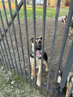 Beauty, a female German Shepherd Dog for sale in Fort Worth, TX – Photo 3 of 4