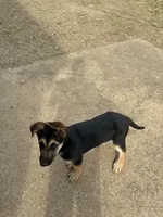 Beauty, a female German Shepherd Dog for sale in Fort Worth, TX – Photo 4 of 4