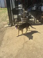 Beauty, a female German Shepherd Dog for sale in Fort Worth, TX – Photo 2 of 4