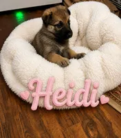 Heidi, a female German Shepherd Dog for sale in Fort Worth, TX – 2 of 2