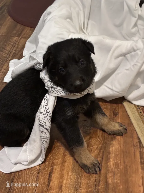 Jesse – German Shepherd Dog puppy for sale in Fort Worth, TX