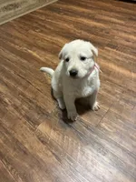 Lucy, a female German Shepherd Dog for sale in Fort Worth, TX – 3 of 3
