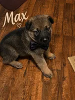 Max, a male German Shepherd Dog for sale in Fort Worth, TX – 2 of 2