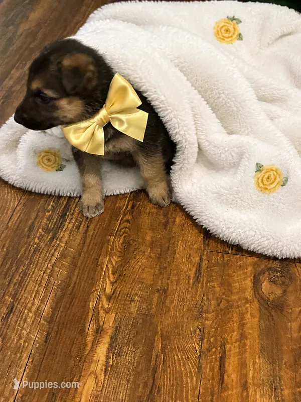 Suzy – German Shepherd Dog puppy for sale in Fort Worth, TX
