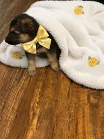 Suzy, a female German Shepherd Dog for sale in Fort Worth, TX – 1 of 2