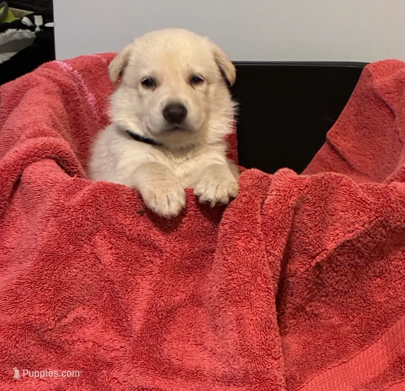 Charleston – German Shepherd Dog puppy for sale in Fort Worth, TX