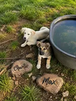 Max, a male German Shepherd Dog for sale in Fort Worth, TX – 2 of 5